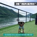 쁘띠독펜션 | 가평애견펜션 쁘띠독 애견동반 바베큐 방문후기 내돈내산