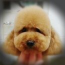 요크독애견샵 이미지