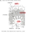 림프절 내 미경험 B세포의 위치 이미지