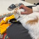 캠핑고양이 도곡점 | 캠핑고양이 양재점 후기 (파양묘 유기묘 카페, 고양이들이랑 놀 수 있는 강남고양이카페 찐 추천...