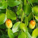 성장농원 이미지