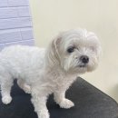 깔꼼 애견미용실 이미지