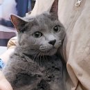 무마취 고양이 미용실 반할고양 네이버블로그