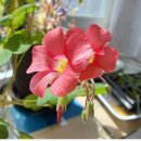 포레스토아이 이미지