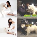 클라라애견 이미지