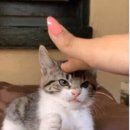 주사랑마트 이미지