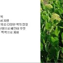 306 야생 수국, Seven barks 이미지