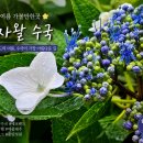 제주 여름 가볼만한곳, 비내리는 에코랜드 곶자왈 수국