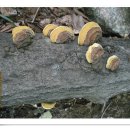 상황버섯의 종류 이미지