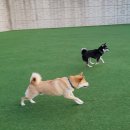 옥스포독 이미지