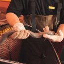 장어농장 이미지