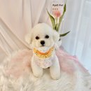 에이프릴펫 이미지