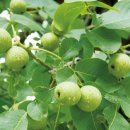 호두나무 이미지