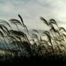 김소월「엄마야 누나 이미지