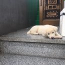 똥강아지