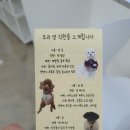 검단오류역 | [애견카페] 둥실둥실 :: 인천 검단오류역 루프탑 수영장 애견카페