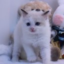 의정부고양이분양나비캣
