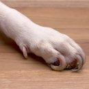 방주동물병원 이미지