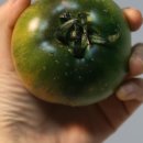 더달콤토마토