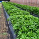 산채건강마을 이미지