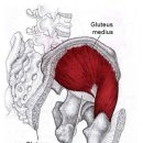 중둔근 (Gluteus Medius) 이야기 이미지