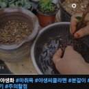 꽃망울이 소복하게 주렁주렁 '벨리 발렌타인' 마취목(진분홍)-업데이터중 이미지