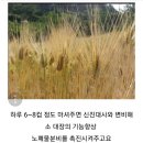 겉보리와 흰강낭콩이 만났어요. 이미지