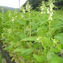 열려라 참깨 이미지