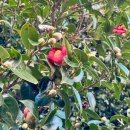 오동도 바람골 이미지