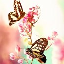 꽃과 나비 이미지