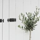 올리브나무 이미지