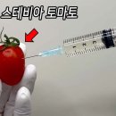 스테비아 토마토는 개량된 품종이 아니었다!! 이미지