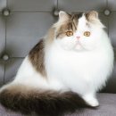 CatFlower