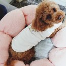 온심깁다