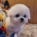 HMC펫케어 | 인천 연희동강아지분양, 우리 아이 만날 특별한 여정