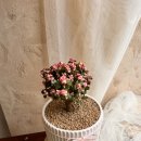 신월동135 이미지