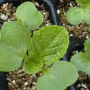 해돋이2농장 이미지