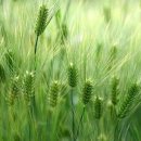 쌀과보리 이미지