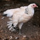 통일농장 이미지