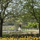 송해공원 제3주차장(2) | 대구 송해공원 주차장 튤립 벚꽃 실시간 개화상태