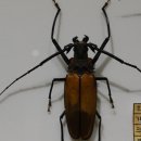 여주곤충박물관 이미지