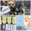 숨쉬는 신나라슈즈 와우한빛 강아지 슈즈 옐로우, 소형 내돈내산 후기 / 겨울 산책 염화칼슘 발 보호
