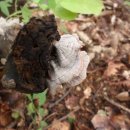 홍천 대명콘도근처에서 본 버섯들과 식물몇장 이미지