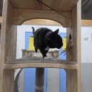 고양이호텔코자냥 | 장기 탁묘도 동탄 고양이 호텔 코자냥 ~ 미키의 호텔링