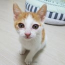 고양이 별 이미지