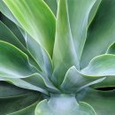 지구환경 | [후기] 지구 환경보호 주방 수세미 아쉬운 점… _ 프로그 고운 아가베 천연펄프 수세미 🐸