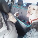 마루네 애견사랑 | 대형견 동반 가능 펜션 최고봉쓰 마루네 더마루네 펜션 방문 후기 + 안면도 커플 여행 훅2훅2