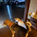 어성전야영장 이미지