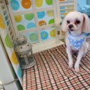 오렌지독하우스 이미지