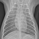 해뜨는 동물병원 이미지